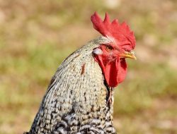 Kakek di Bojonegoro Terdakwa Pencurian Ayam Ternyata Dipidanakan Kades, Klaim Harganya Lebih dari Rp1 Miliar