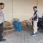 Pejudi Sabung Ayam di Mojokerto Kabur, Polisi Amankan 11 Motor